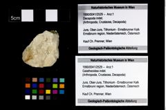 Foto (Objekt + Etikett) von Galatheoidea indet.  (NHMW-GEO-1990-0041-2529)